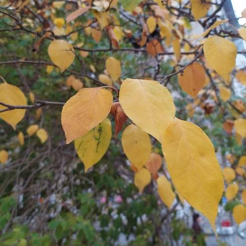 Photo #8115766