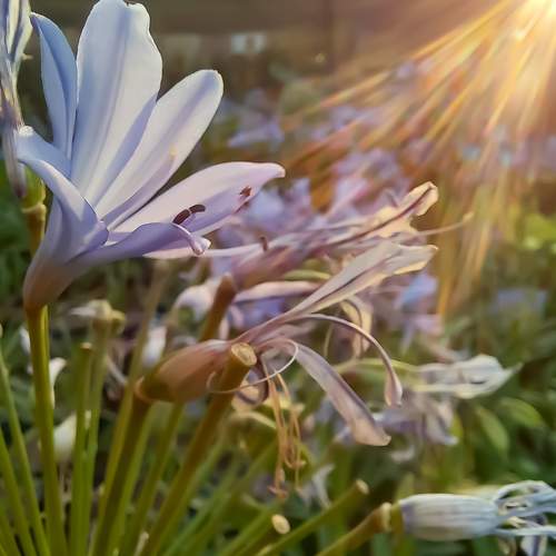 light of life