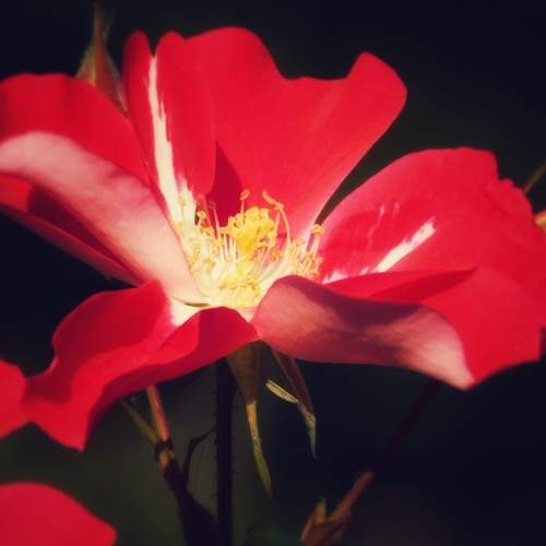 Photo #8117255
