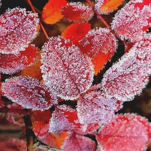 Photo #8117541