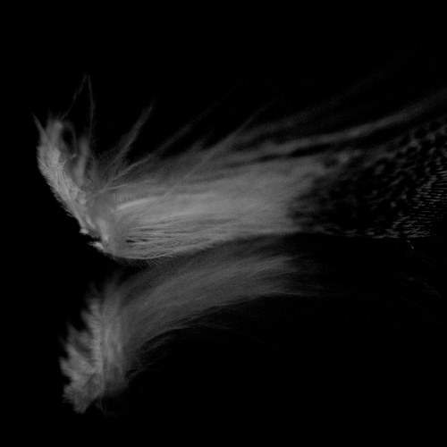 Photo #8119876