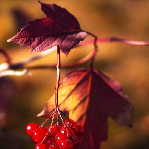 Photo #8120987