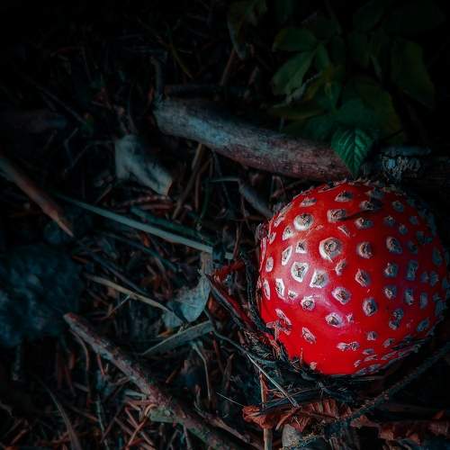 Photo #8121156