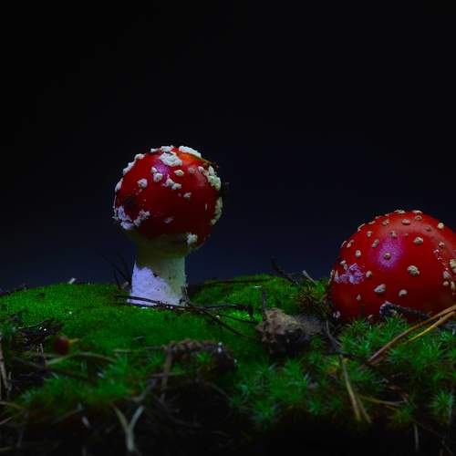 Photo #8126467