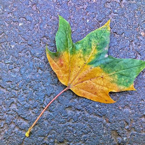 Photo #8126485