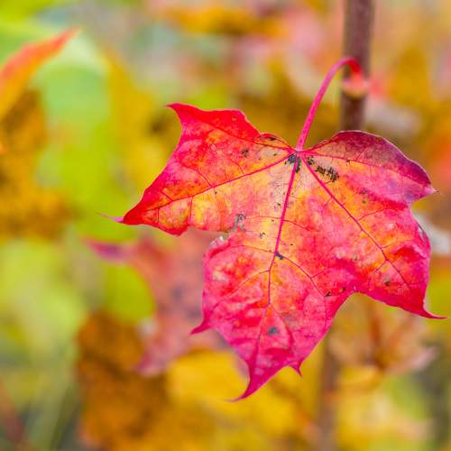 Photo #8129238