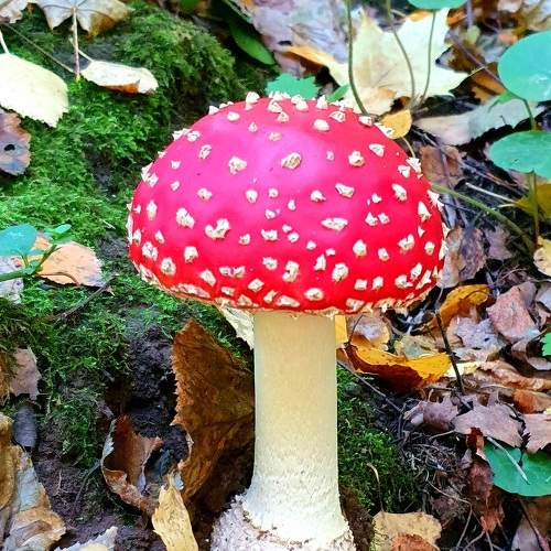 Photo #8131374