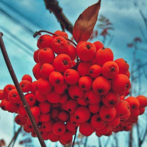 Photo #8132115