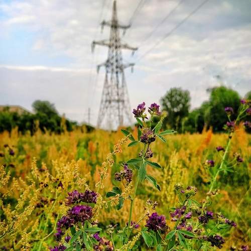 Photo #8133257