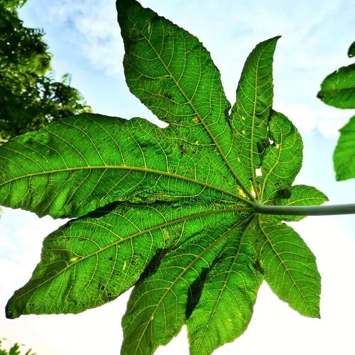Green Leaf