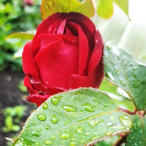 Photo #8133490