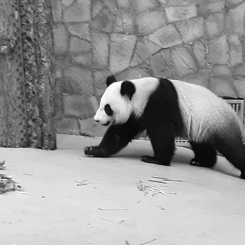 Photo #8136507