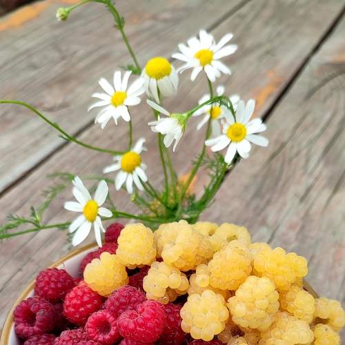 Photo #8137720