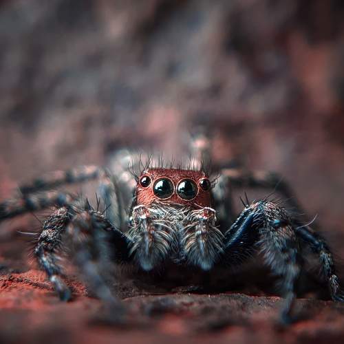 macro
