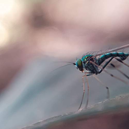 Photo #8145408