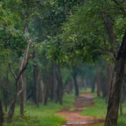 Tiger's Rainy Season