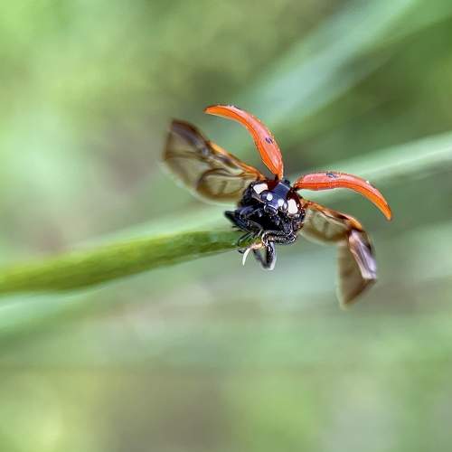 Photo #8147040