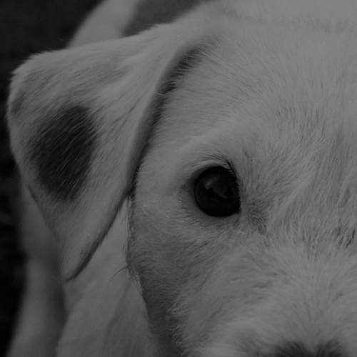 Photo #8149085