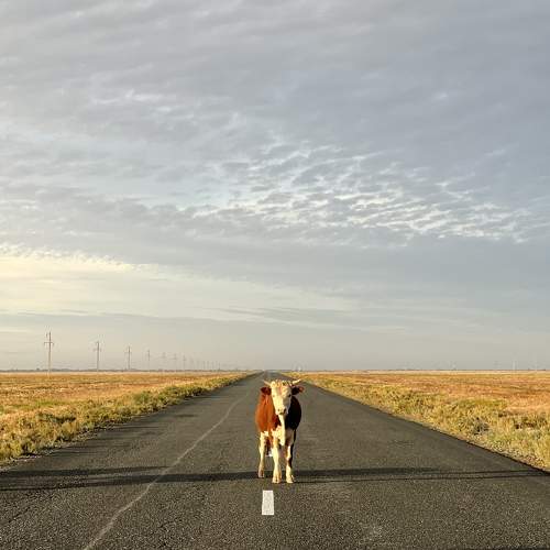 Photo #8150011