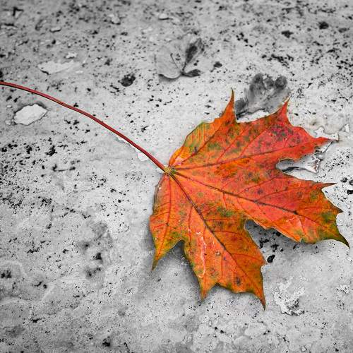 Maple Leaf