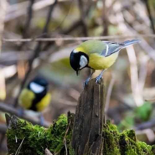 Photo #8150705