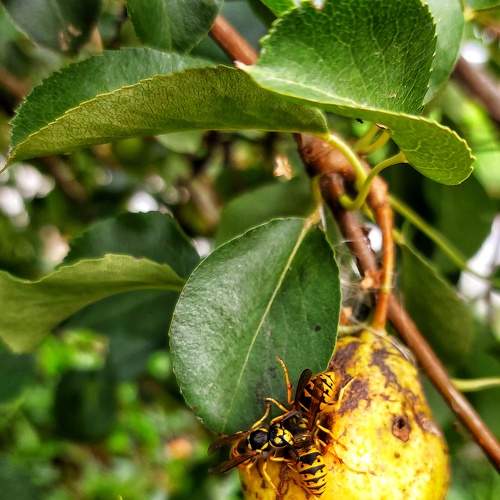 Photo #8155504