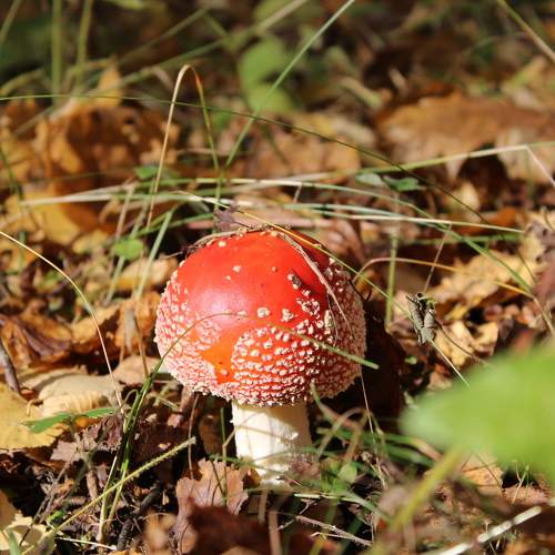 Photo #8155724