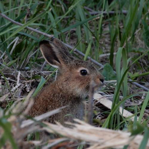 Photo #8155937