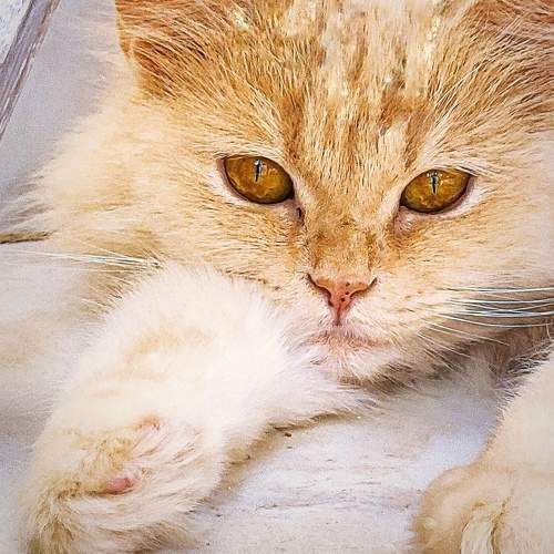 Photo #8156722