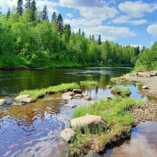 Лесная река