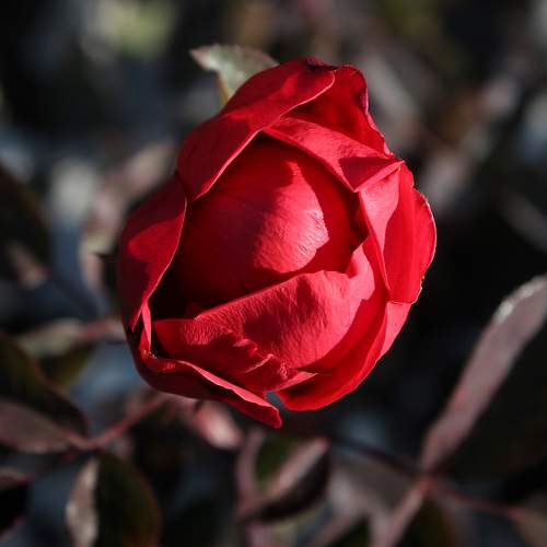 Photo #8158081