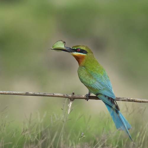 Bee Eater with Butterfly
