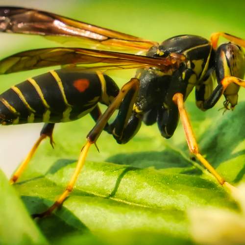 WASP on GREEN LEAF
