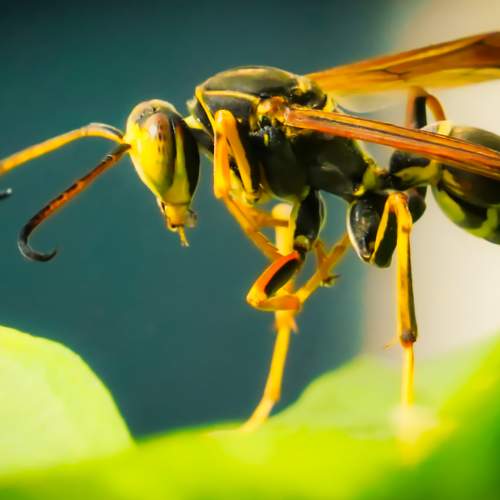 WASP on GREEN LEAF