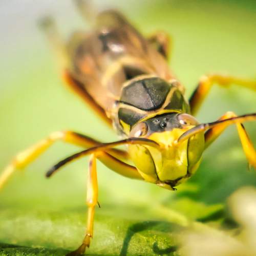WASP on GREEN LEAF