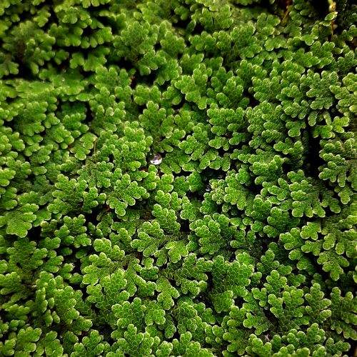 Photo #8161407