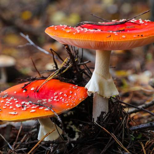 Photo #8163374