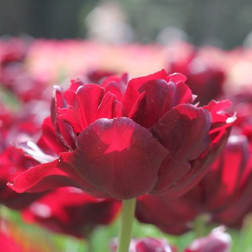 Photo #8168580