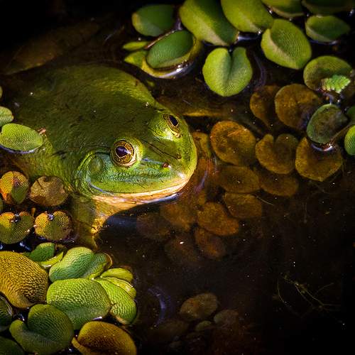 Habitat