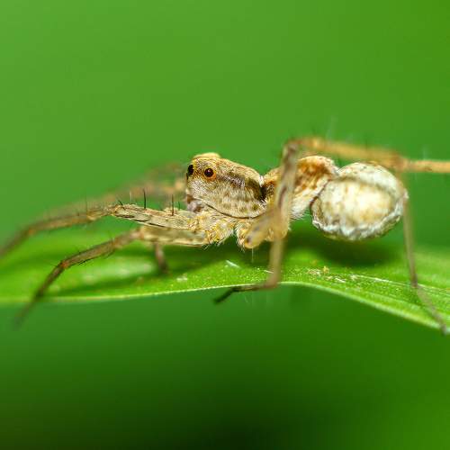 Jumping Spider