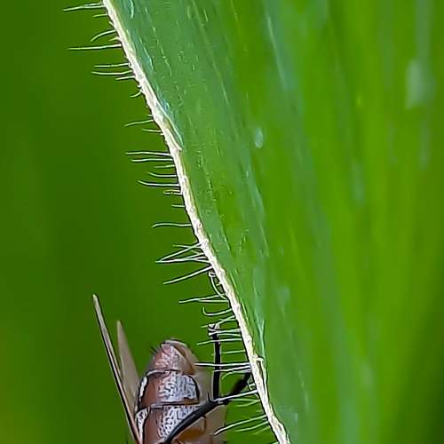 Macro