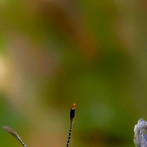 Macro