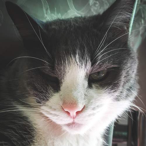 Photo #8170779