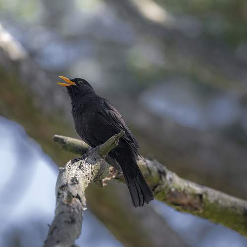 Voice of the Spring