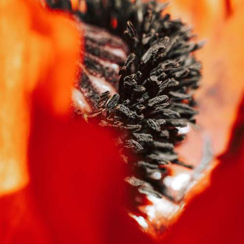 Photo #8172192