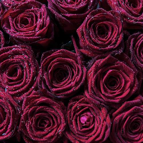 Photo #8178464
