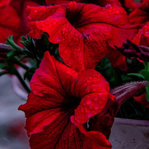 Photo #8178829