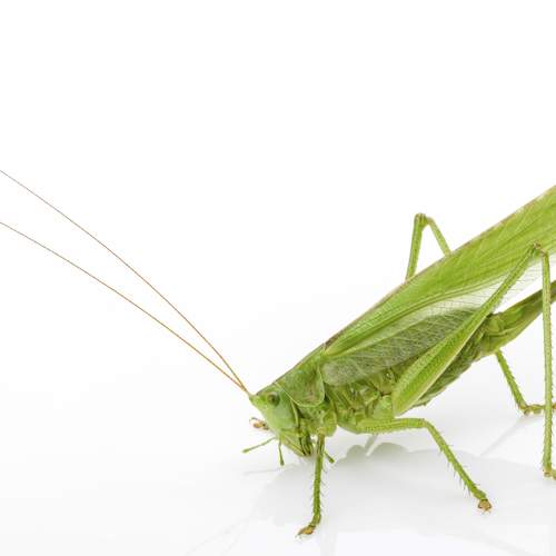 Green grasshopper