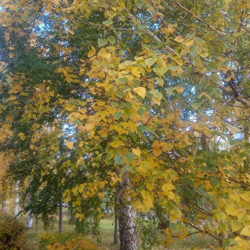 Краски осени.