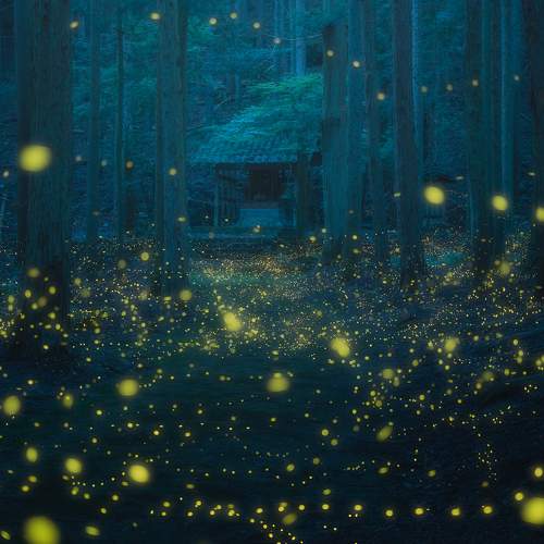 Fireflies dancing